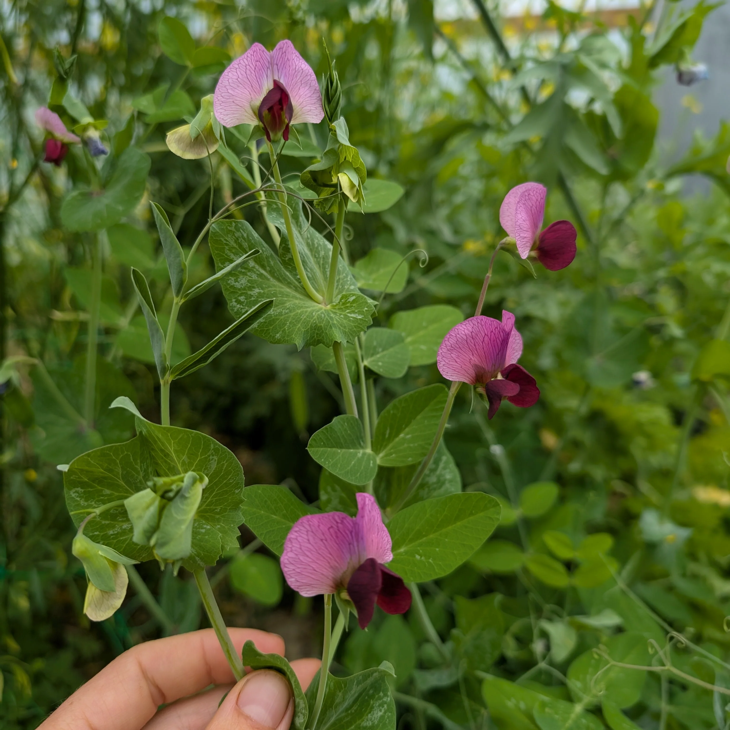 Rare & Unusual Vegetables