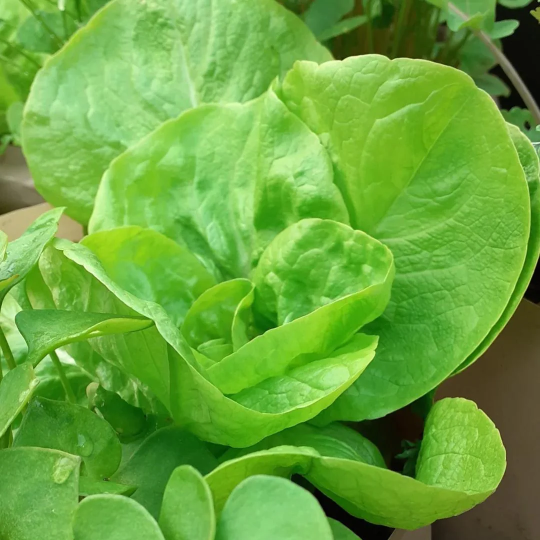 Seeds For Winter Salads & Greens